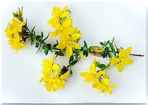 St. John's wort against fatigue