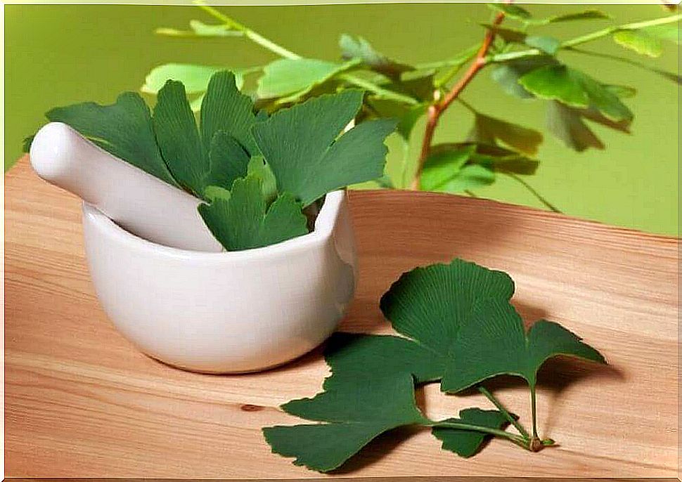 Ginkgo biloba against chronic fatigue