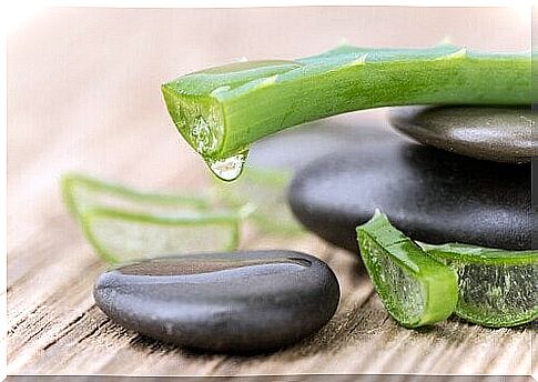 Aloe vera