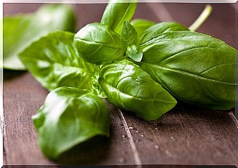 Basil