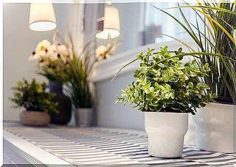 9 tips for caring for indoor plants