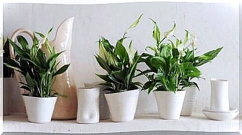 Indoor plants in white pots