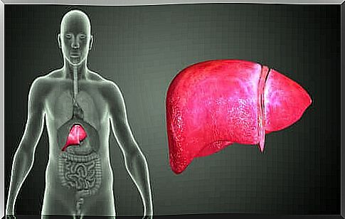 Illustration of the location of the liver in the human body