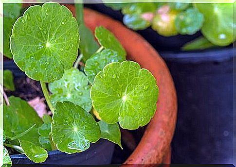 Centella - a small but strong herb