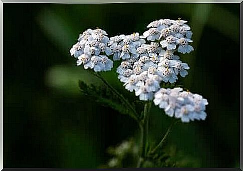 Everything you should know about yarrow