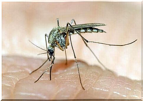 Mosquito bites can be alleviated with Fenistil