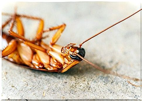 You can remove insects from your home without the use of harsh chemicals