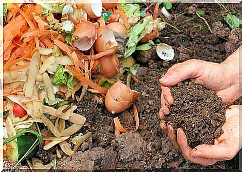 Five ways to make natural compost for your plants