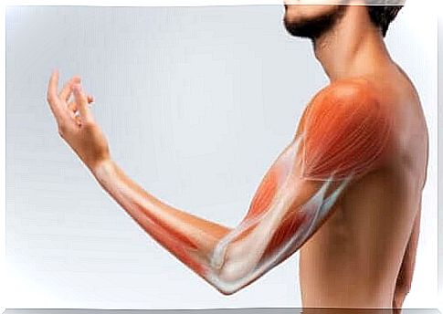 The muscles seen here in a man's arm are dependent on collagen production