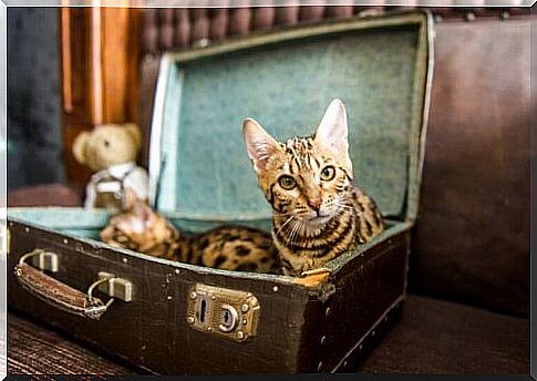 You can make a bed for your pet out of an old suitcase