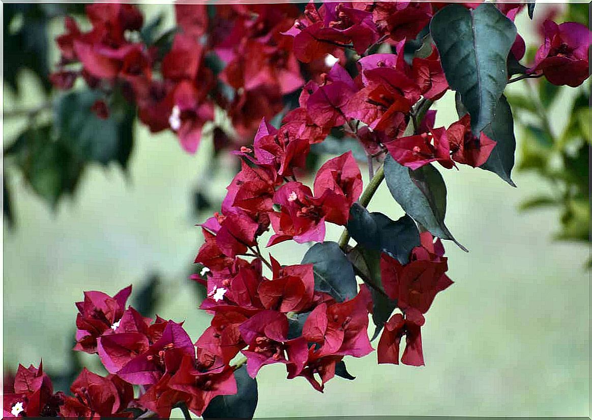 A large climbing plant with green leaves and red flowers