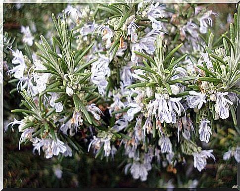 flowering rosemary