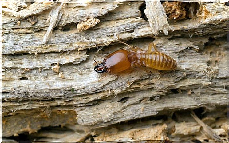 Termite on wood