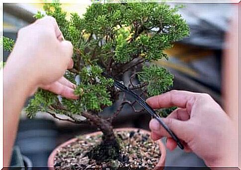 Learn how to make and care for bonsai trees