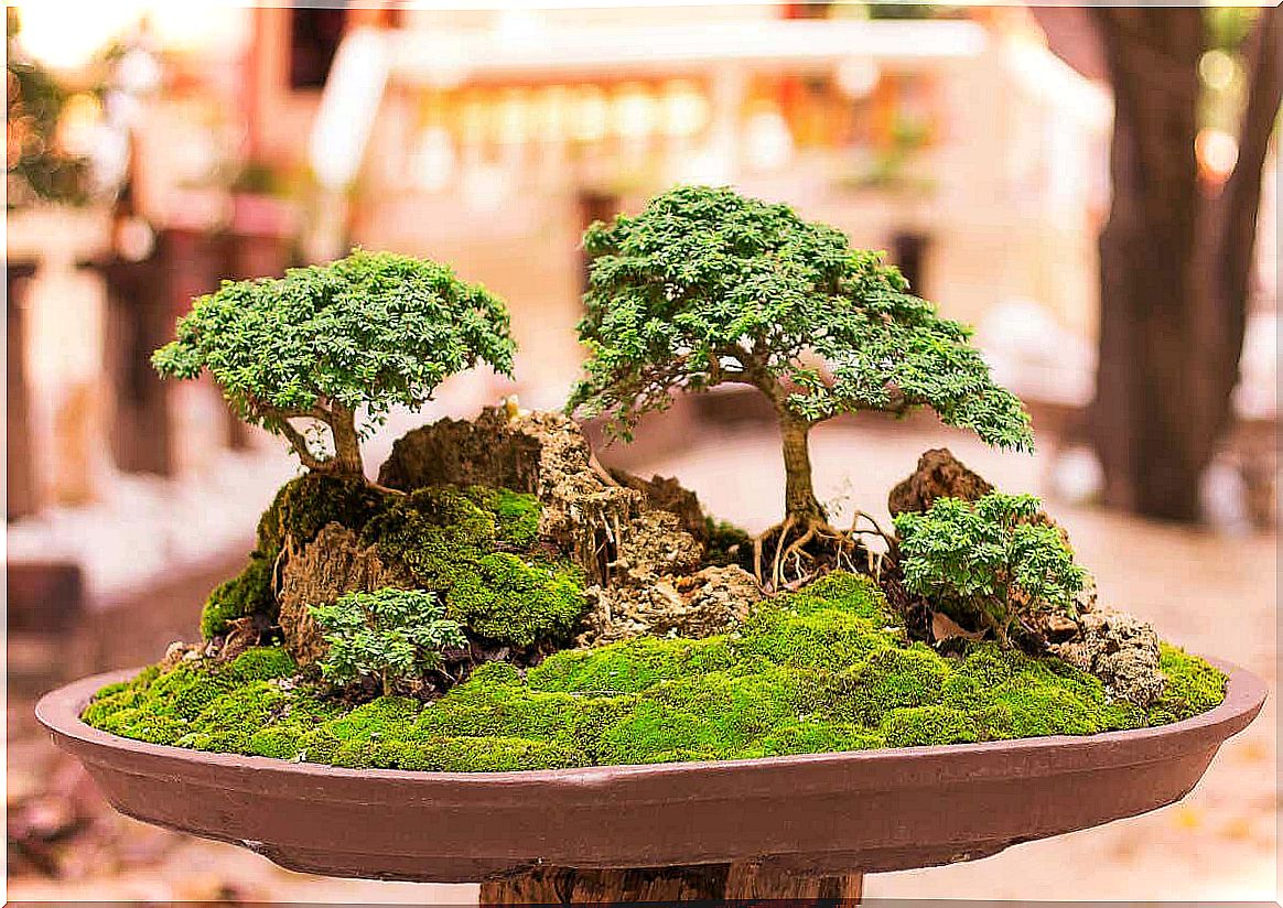 Bonsai trees in a pot