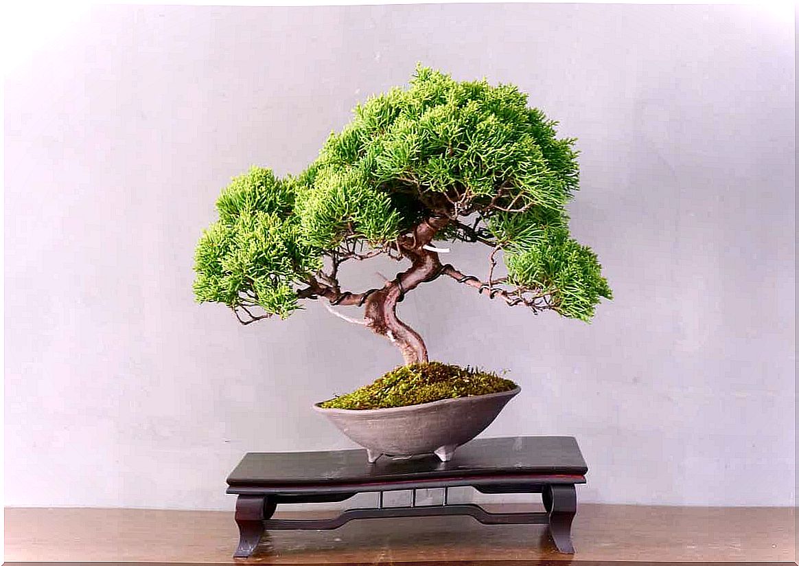 A small bonsai tree