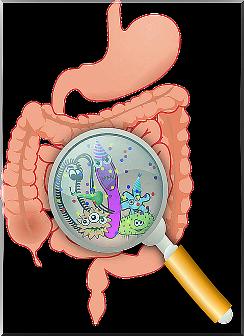 Drawing of bacteria in the gastrointestinal tract