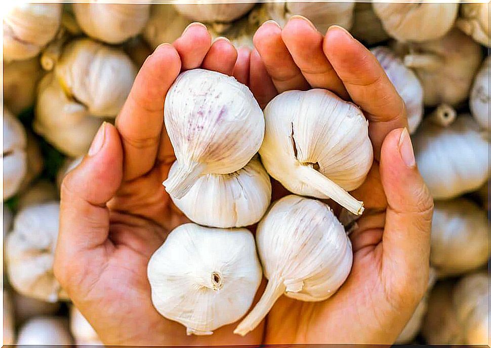 Garlic