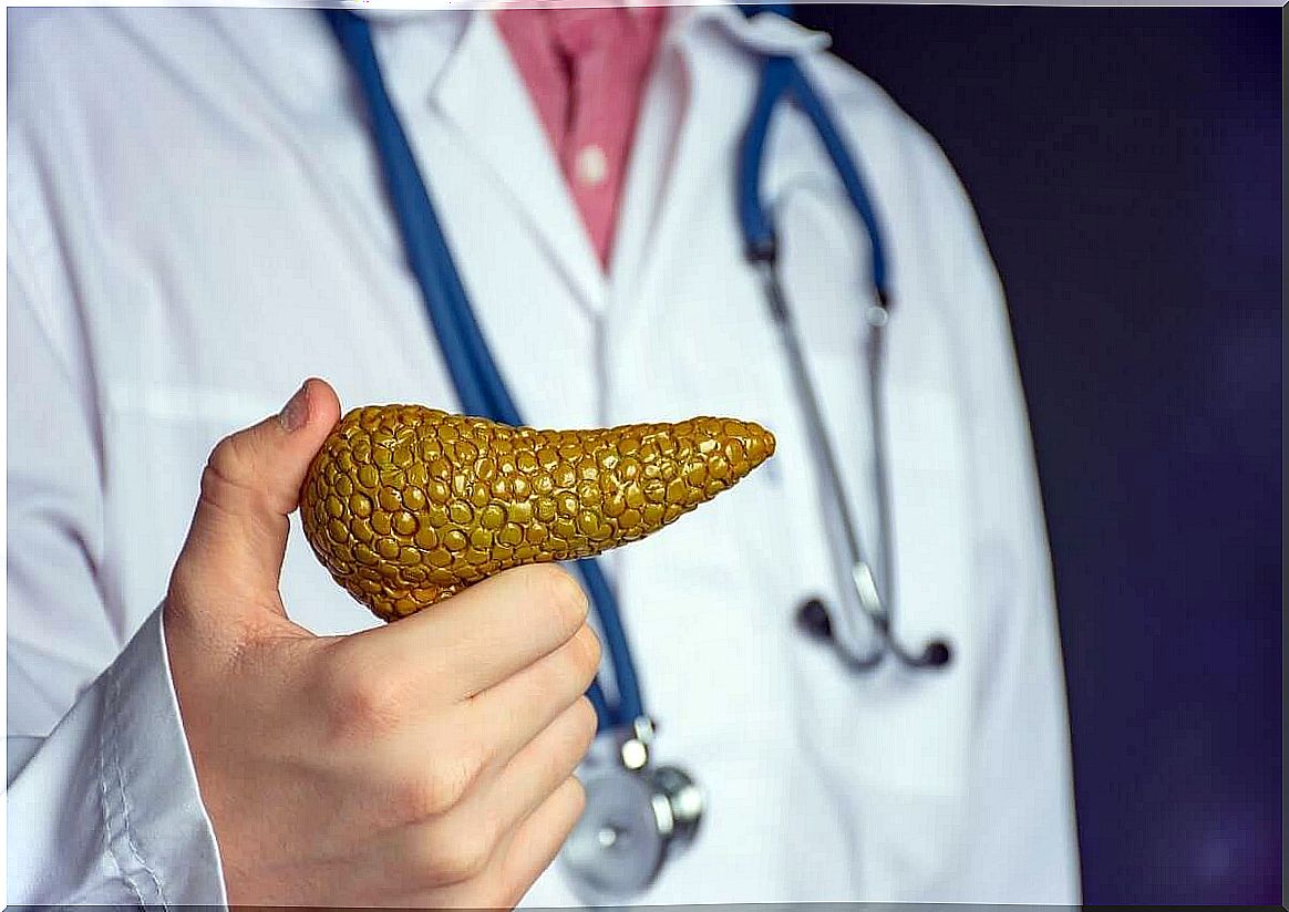 Doctor holding pancreas