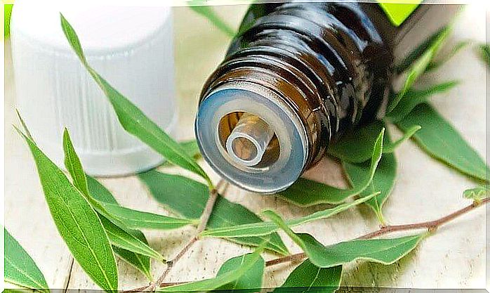 A bottle of tea tree oil.