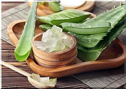 Aloe vera gel and stems