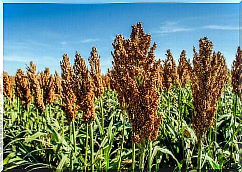 Use of sorghum and its nutritional properties