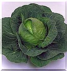 Cabbage is healthy for your kidneys.  It is one of the vegetables kidneys love.