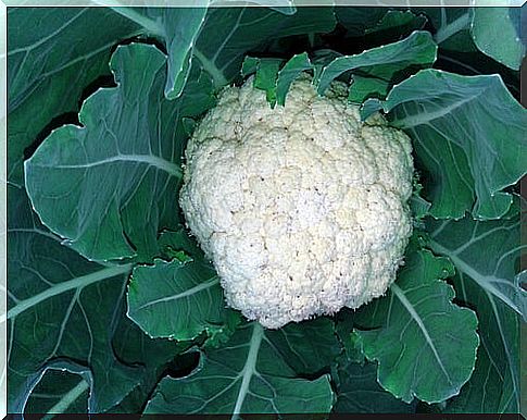 Cauliflower is one of the vegetables kidneys like.