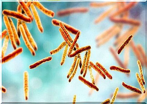 Bacteria that cause pulmonary tuberculosis