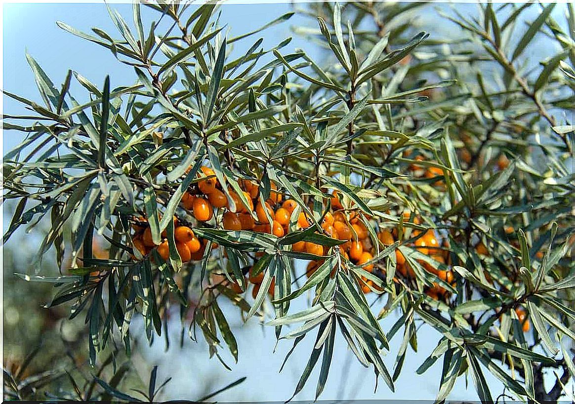 Sea buckthorn