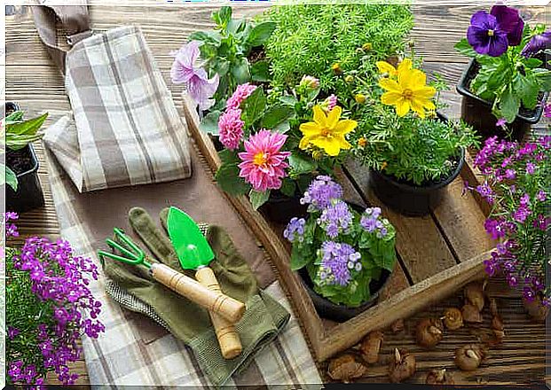 Garden tools next to flowers